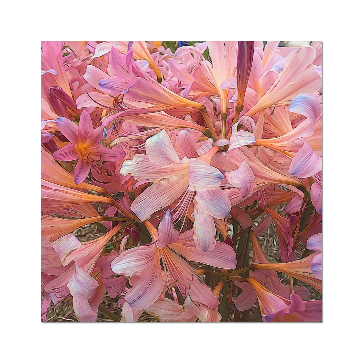Pink Amaryllis Fine Art Print