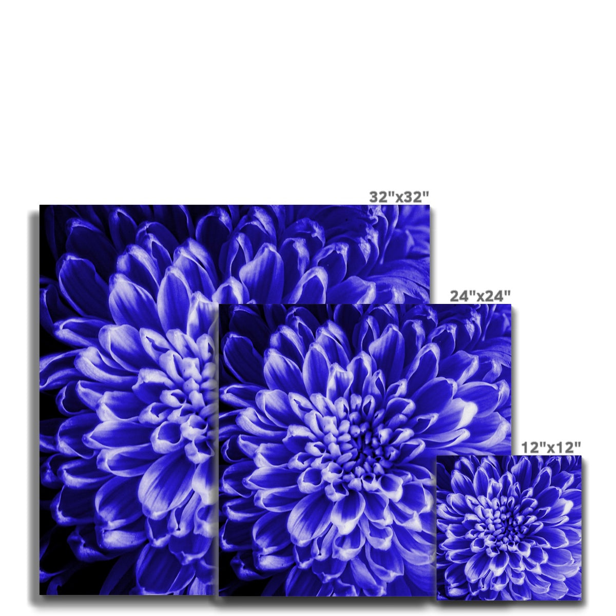 Blue Chrysanthemum Canvas