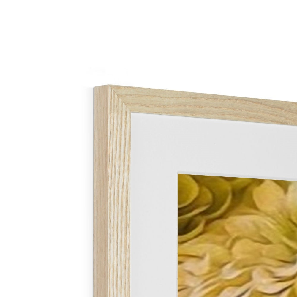 Yellow Zinnias Framed & Mounted Print