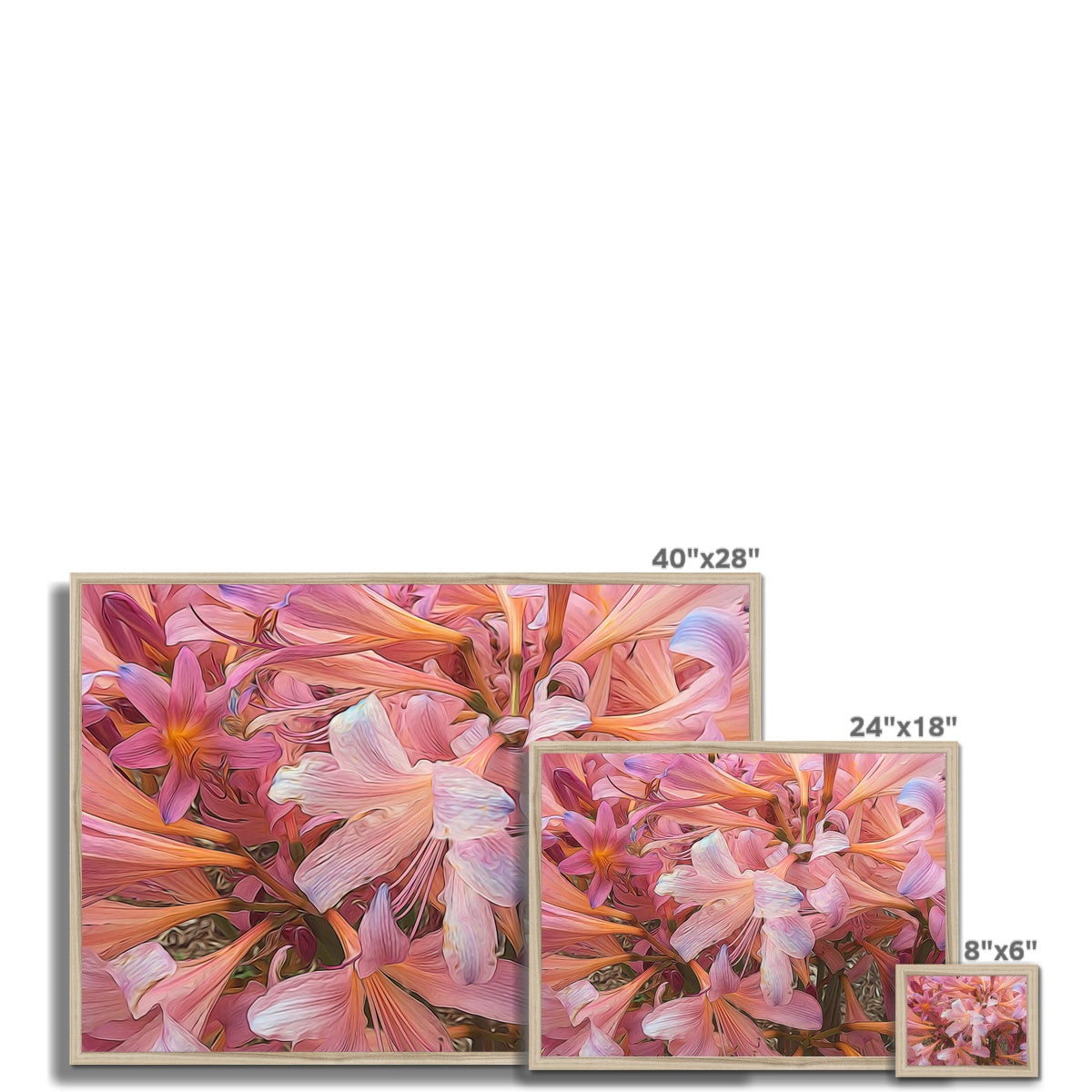 Pink Amaryllis Framed Print