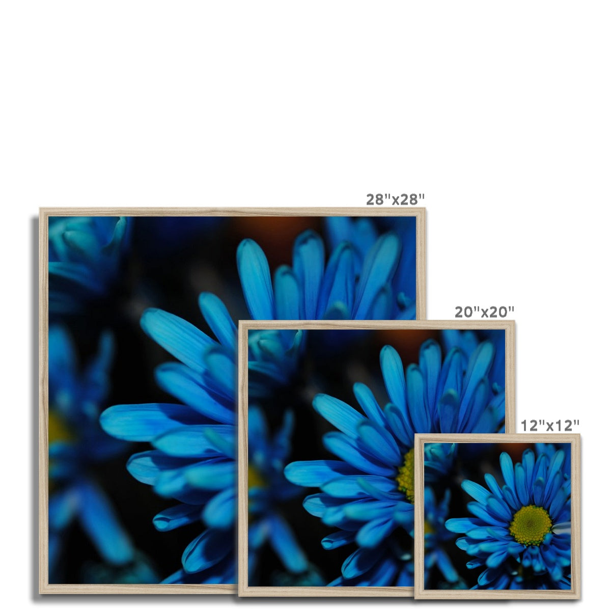 Blue Daisy Framed Print