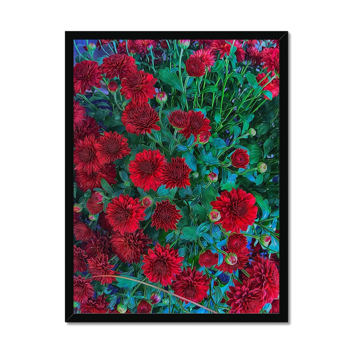 Red Mums Framed Print