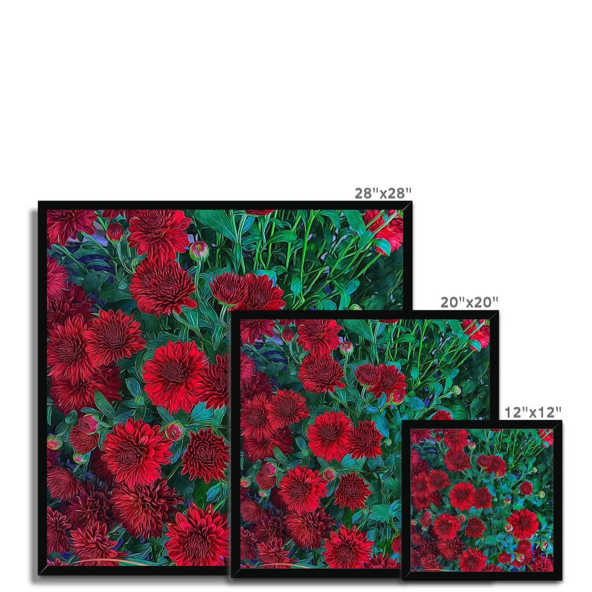 Red Mums Framed Print
