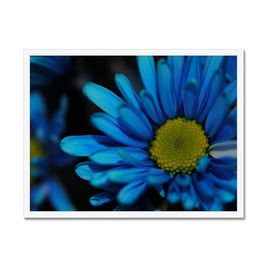 Blue Daisy Framed Print