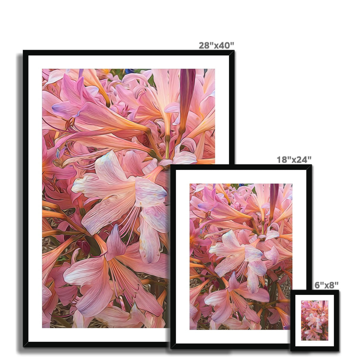 Pink Amaryllis Framed & Mounted Print