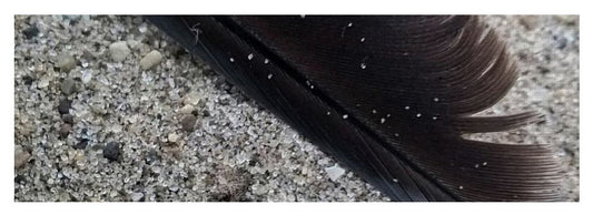 Feather On The Beach - Yoga Mat