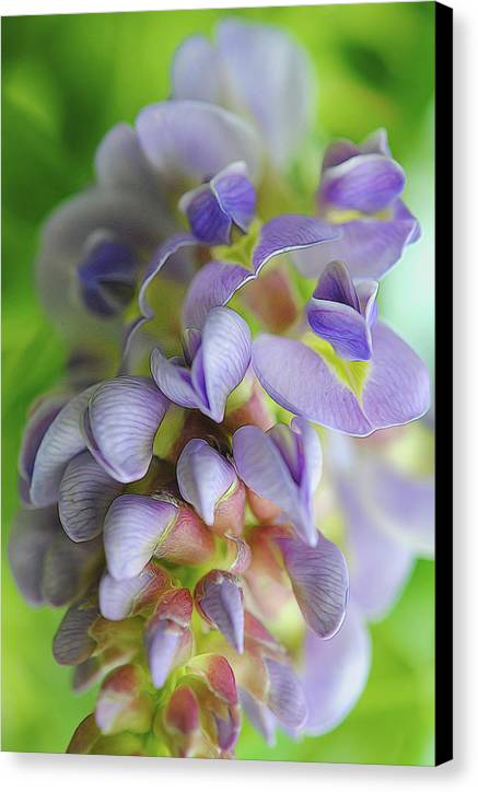 Flowers 2024 - Canvas Print