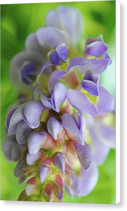 Flowers 2024 - Canvas Print
