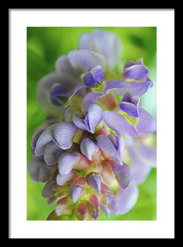Flowers 2024 - Framed Print