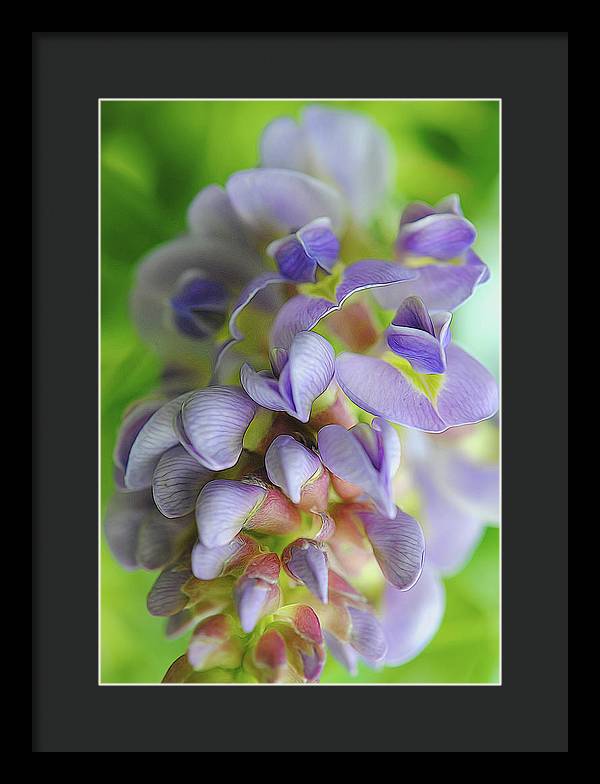Flowers 2024 - Framed Print