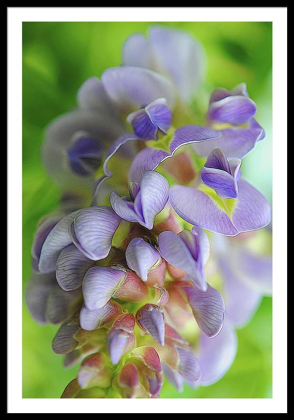 Flowers 2024 - Framed Print