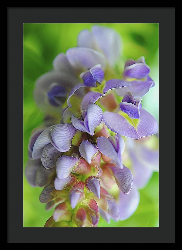 Flowers 2024 - Framed Print