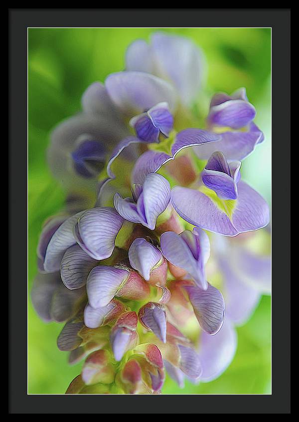 Flowers 2024 - Framed Print