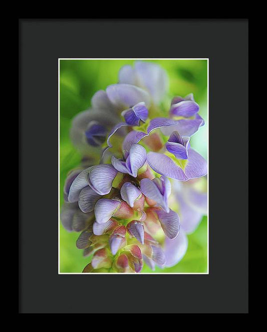 Flowers 2024 - Framed Print