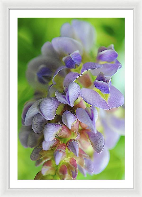 Flowers 2024 - Framed Print