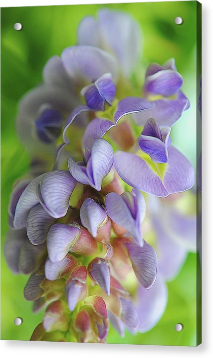 Flowers 2024 - Acrylic Print