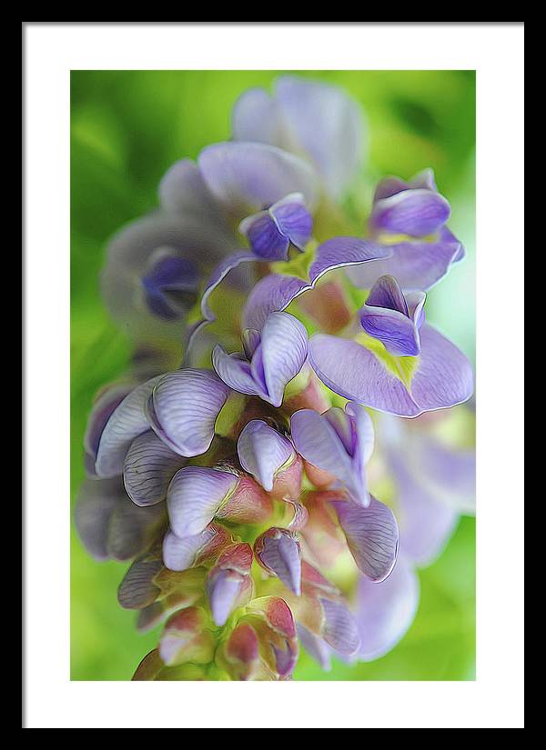 Flowers 2024 - Framed Print