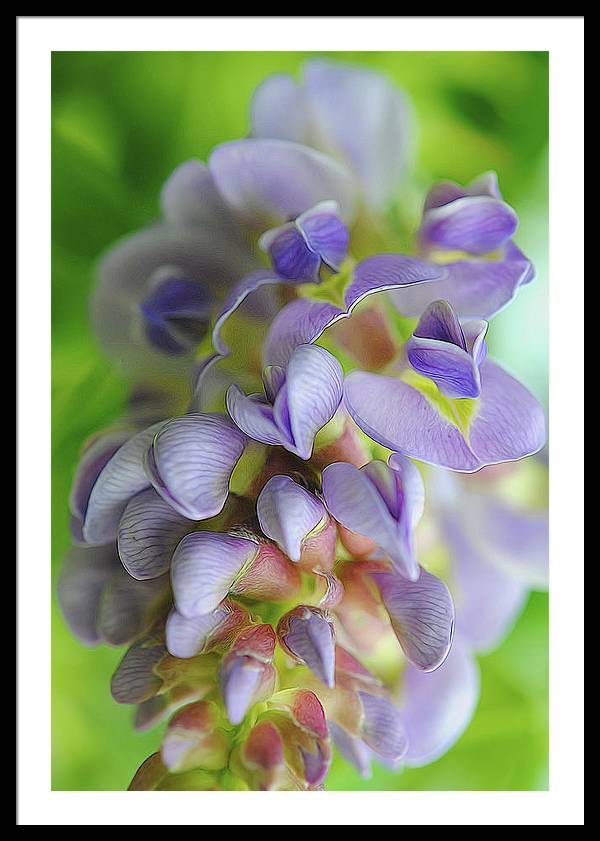 Flowers 2024 - Framed Print
