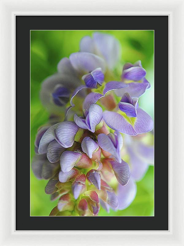 Flowers 2024 - Framed Print