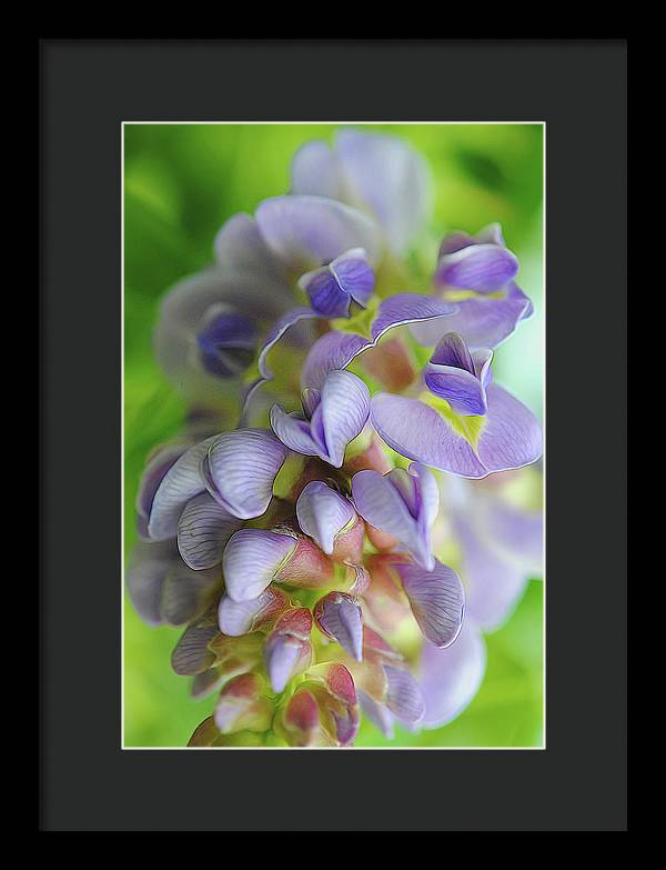 Flowers 2024 - Framed Print