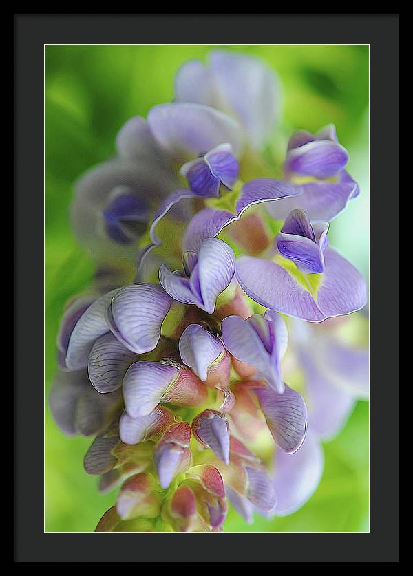 Flowers 2024 - Framed Print