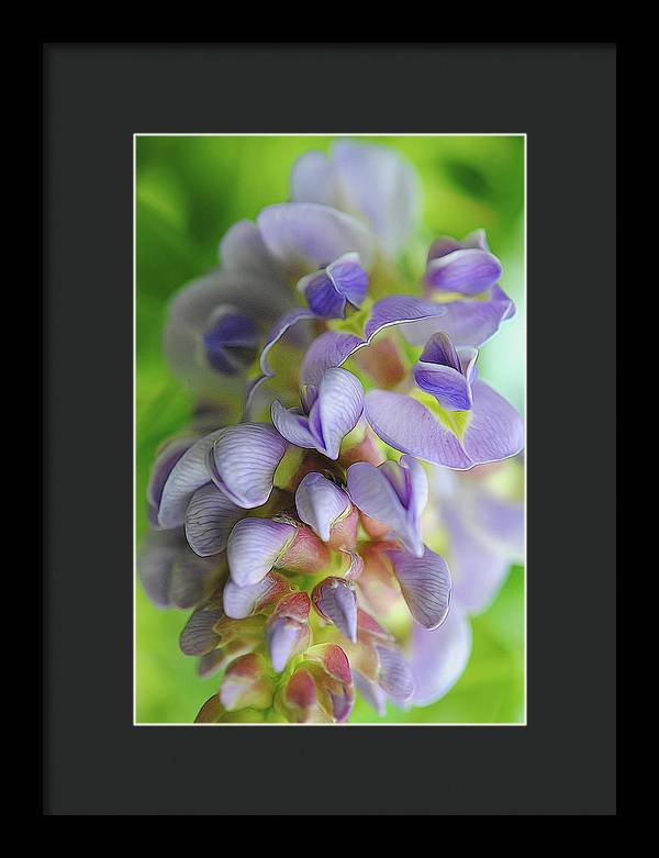 Flowers 2024 - Framed Print