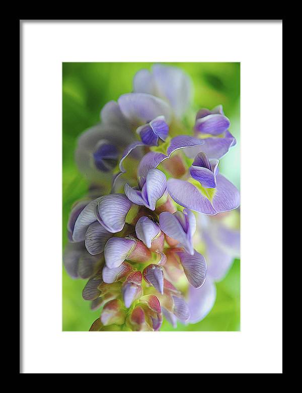 Flowers 2024 - Framed Print