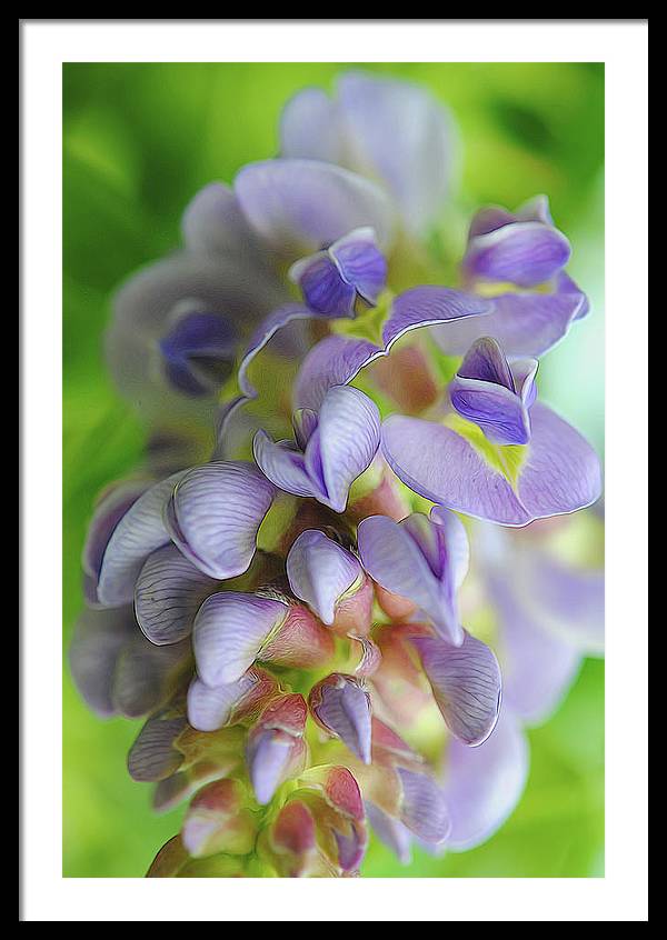 Flowers 2024 - Framed Print