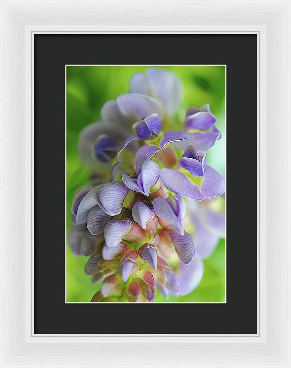 Flowers 2024 - Framed Print