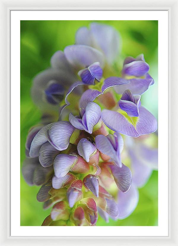 Flowers 2024 - Framed Print