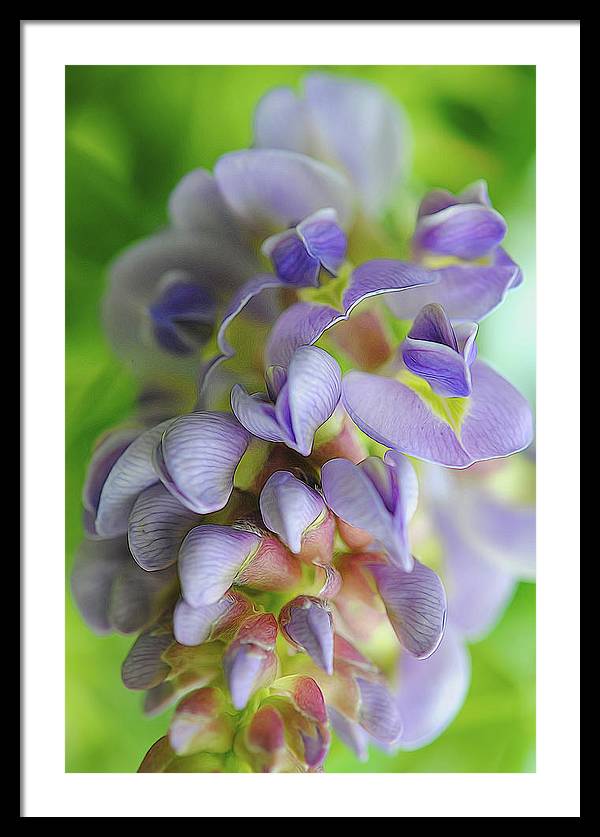 Flowers 2024 - Framed Print
