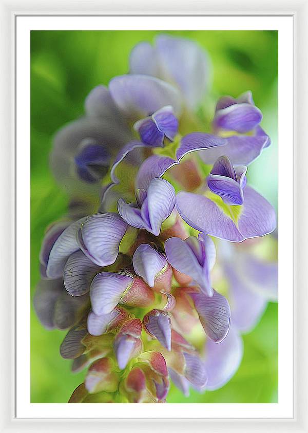 Flowers 2024 - Framed Print
