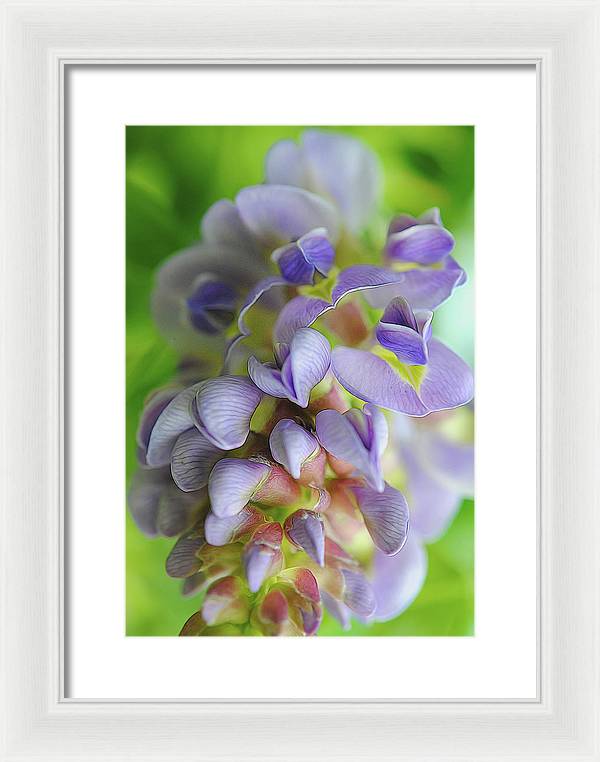 Flowers 2024 - Framed Print