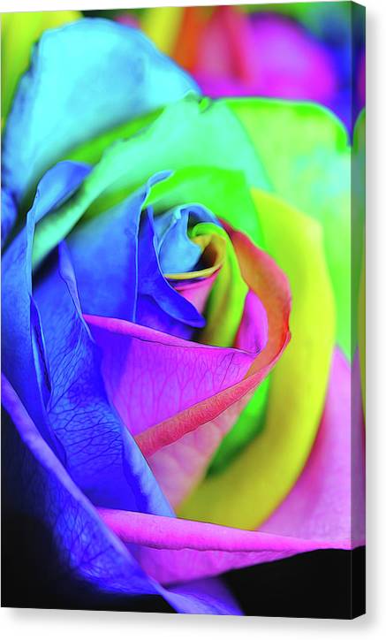 Flowers 2337 - Canvas Print