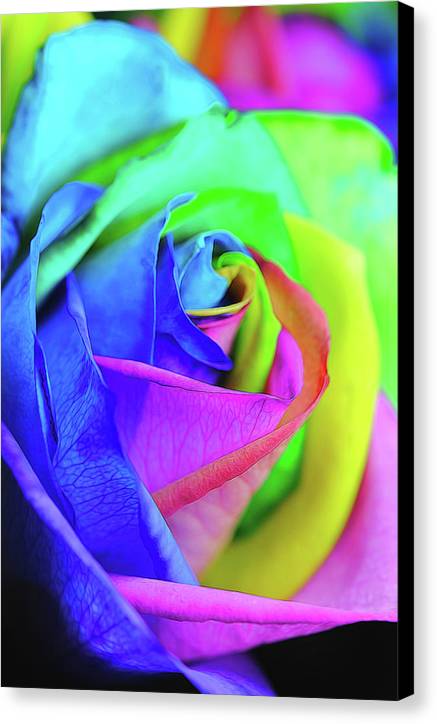 Flowers 2337 - Canvas Print
