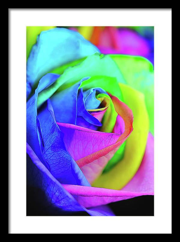 Flowers 2337 - Framed Print