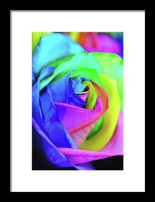 Flowers 2337 - Framed Print