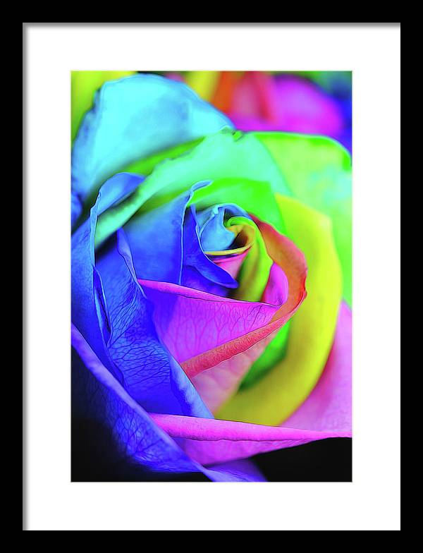 Flowers 2337 - Framed Print