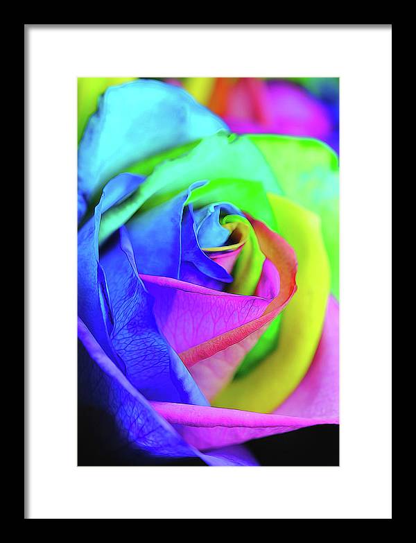 Flowers 2337 - Framed Print