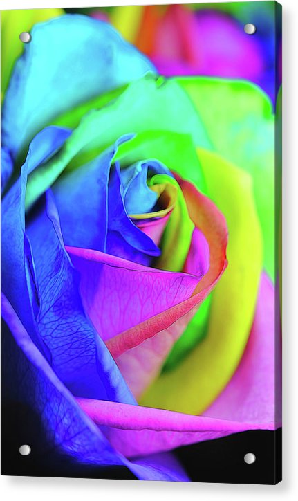 Flowers 2337 - Acrylic Print