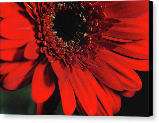 Flowers 2406 - Canvas Print