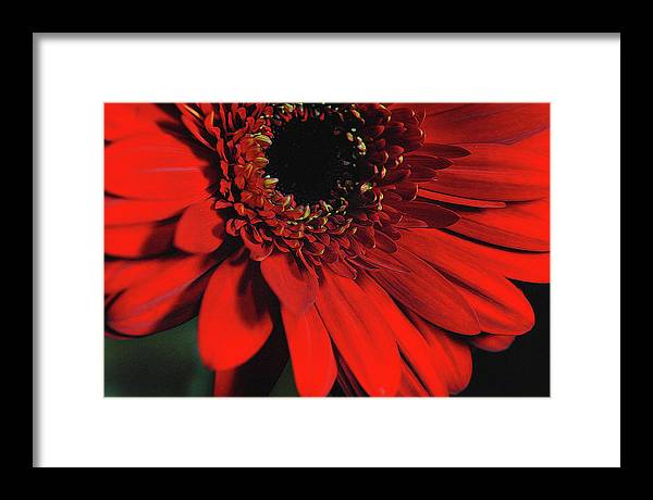 Flowers 2406 - Framed Print