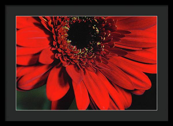 Flowers 2406 - Framed Print