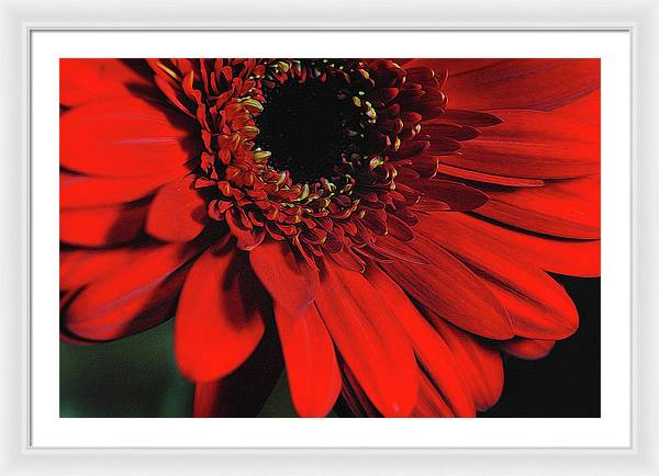 Flowers 2406 - Framed Print