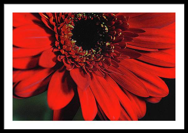 Flowers 2406 - Framed Print