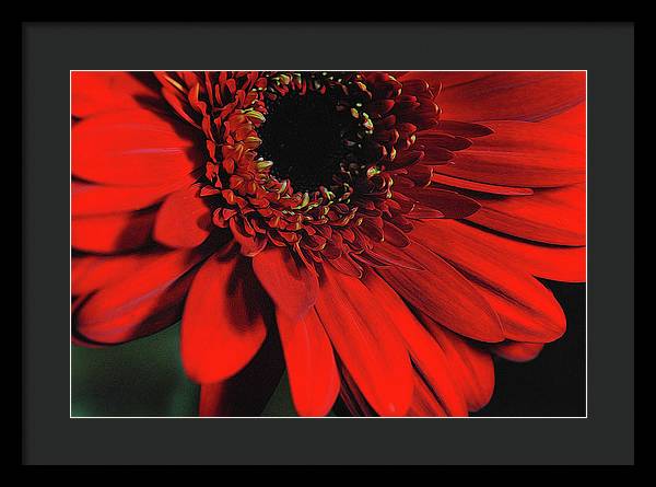 Flowers 2406 - Framed Print