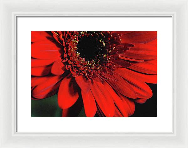 Flowers 2406 - Framed Print