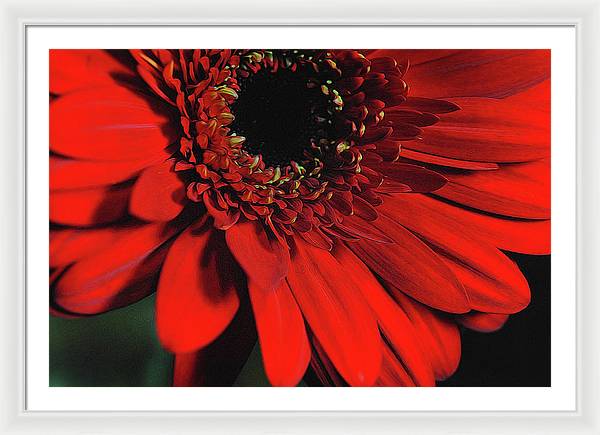 Flowers 2406 - Framed Print