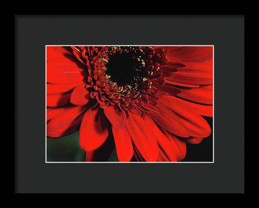 Flowers 2406 - Framed Print