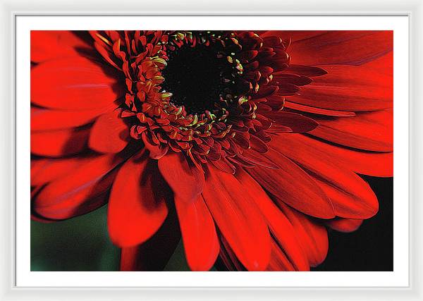 Flowers 2406 - Framed Print